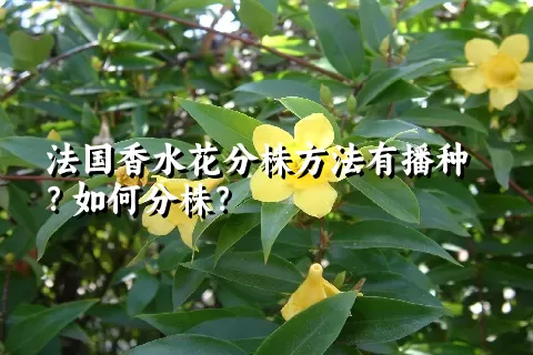 法国香水花分株方法有播种？如何分株？