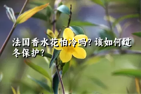 法国香水花怕冷吗？该如何过冬保护？