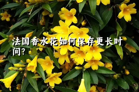 法国香水花如何保存更长时间？