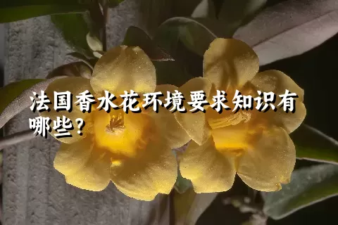 法国香水花环境要求知识有哪些？