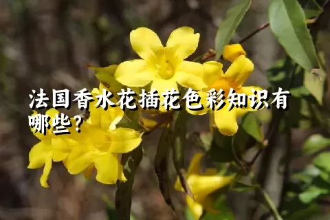 法国香水花插花色彩知识有哪些？