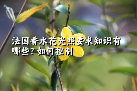 法国香水花光照要求知识有哪些？如何控制