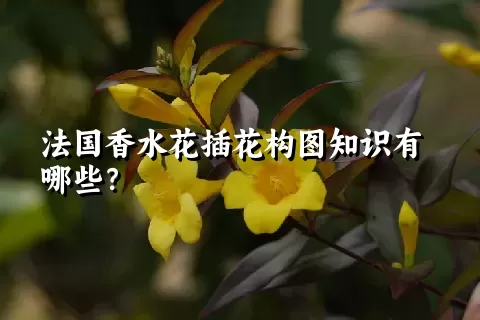 法国香水花插花构图知识有哪些？