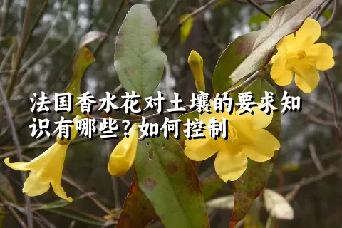 法国香水花对土壤的要求知识有哪些？如何控制