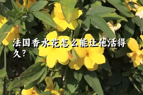 法国香水花怎么能让他活得久？