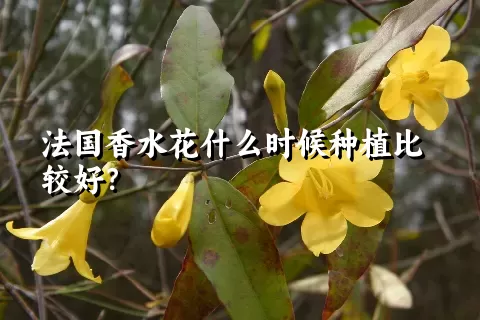 法国香水花什么时候种植比较好？