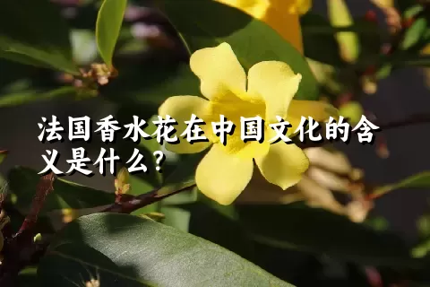 法国香水花在中国文化的含义是什么？