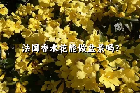 法国香水花能做盆景吗？