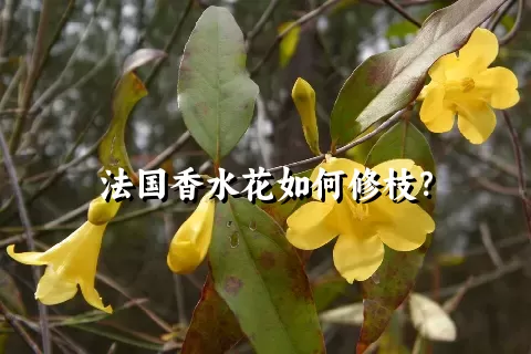 法国香水花如何修枝？