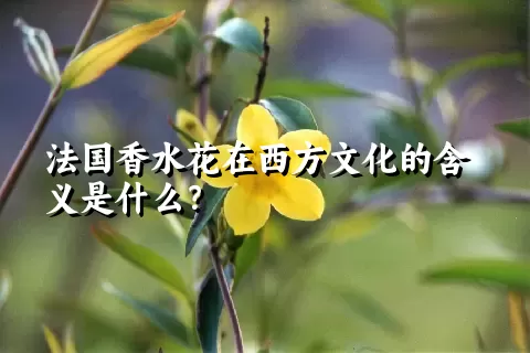 法国香水花在西方文化的含义是什么？