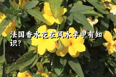 法国香水花在风水学中有知识？