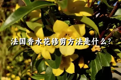 法国香水花修剪方法是什么？