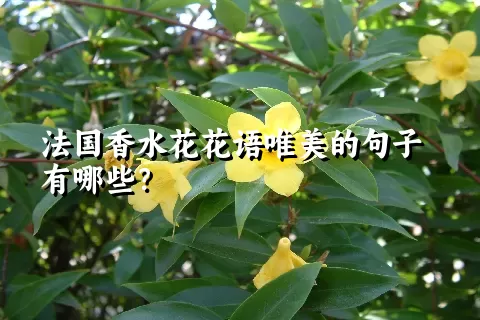 法国香水花花语唯美的句子有哪些？