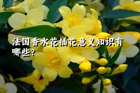 法国香水花插花意义知识有哪些？