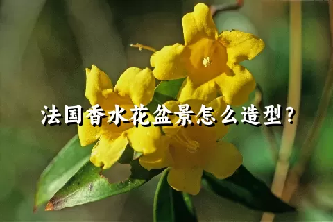 法国香水花盆景怎么造型？