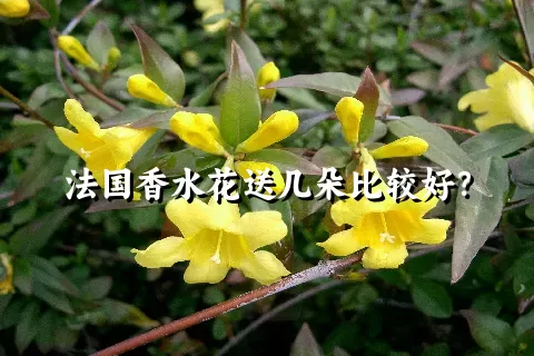 法国香水花送几朵比较好？