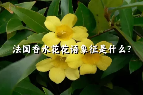 法国香水花花语象征是什么？