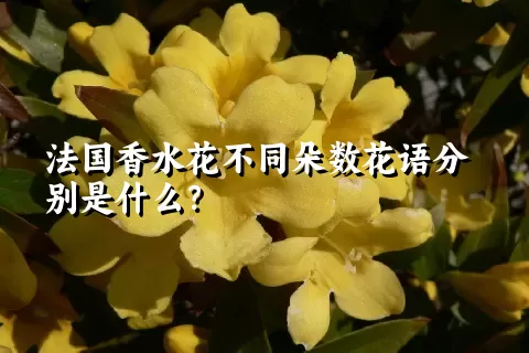 法国香水花不同朵数花语分别是什么？