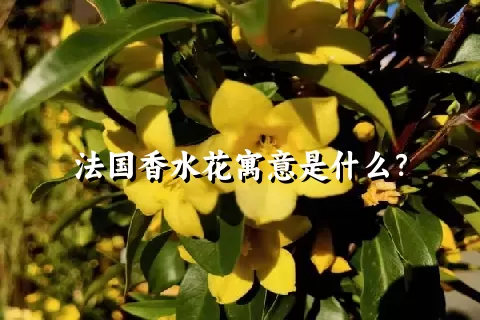 法国香水花寓意是什么？