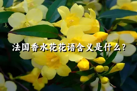 法国香水花花语含义是什么？