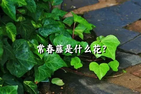 常春藤是什么花？