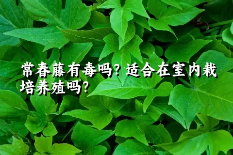 常春藤有毒吗？适合在室内栽培养殖吗？