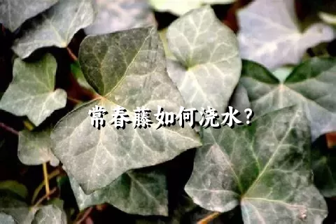 常春藤如何浇水？