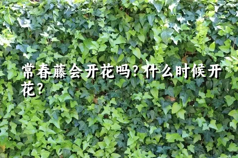 常春藤会开花吗？什么时候开花？