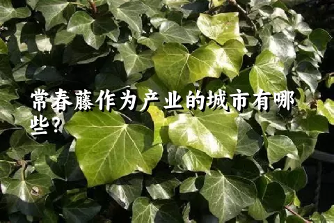 常春藤作为产业的城市有哪些？