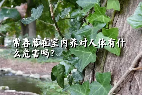 常春藤在室内养对人体有什么危害吗？