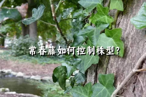 常春藤如何控制株型？