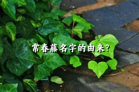 常春藤名字的由来？