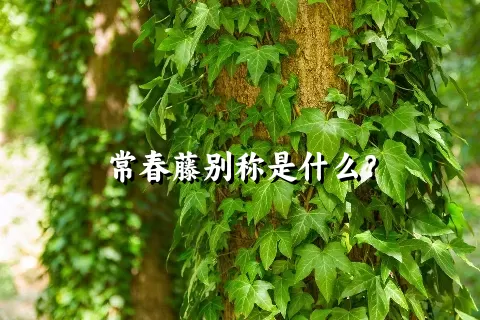 常春藤别称是什么？