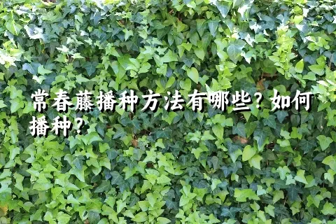 常春藤播种方法有哪些？如何播种？