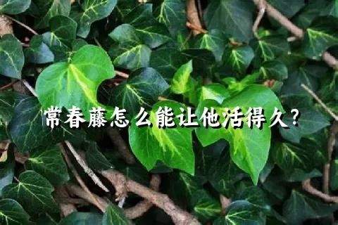 常春藤怎么能让他活得久？