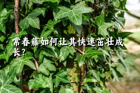 常春藤如何让其快速茁壮成长？