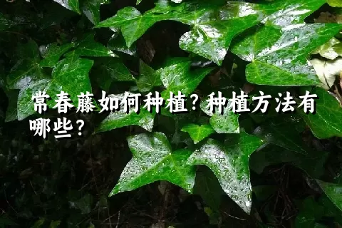 常春藤如何种植？种植方法有哪些？