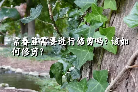 常春藤需要进行修剪吗？该如何修剪？