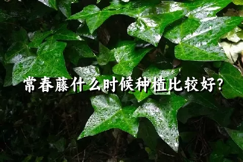 常春藤什么时候种植比较好？