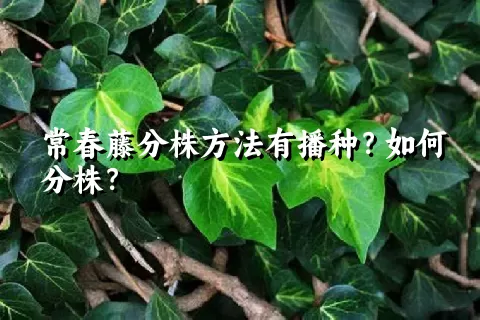 常春藤分株方法有播种？如何分株？