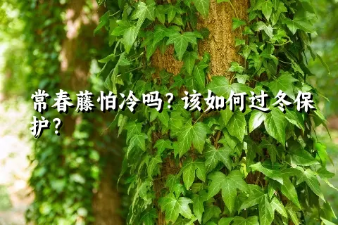 常春藤怕冷吗？该如何过冬保护？