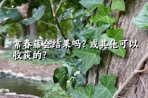 常春藤会结果吗？或其他可以收获的？