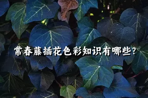 常春藤插花色彩知识有哪些？