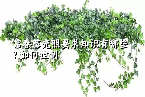 常春藤光照要求知识有哪些？如何控制