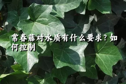 常春藤对水质有什么要求？如何控制