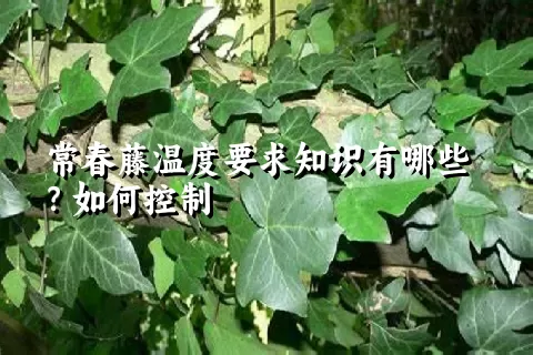 常春藤温度要求知识有哪些？如何控制