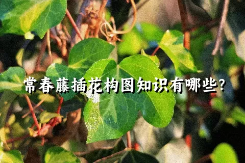 常春藤插花构图知识有哪些？