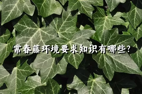 常春藤环境要求知识有哪些？