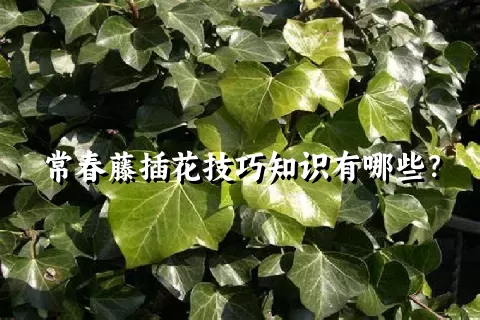 常春藤插花技巧知识有哪些？