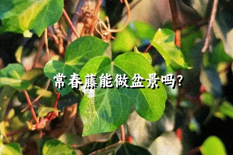 常春藤能做盆景吗？